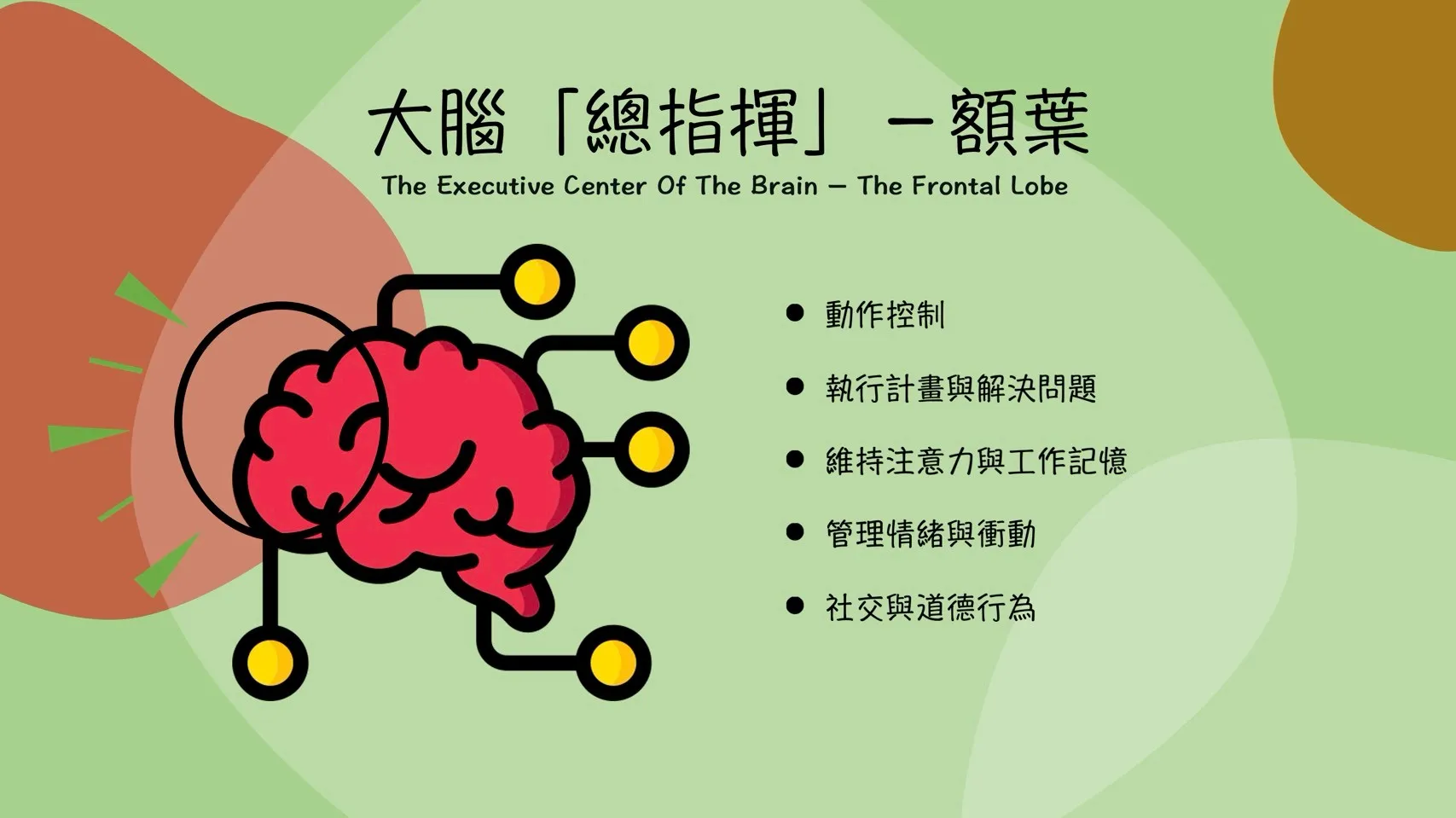 大腦總指揮-額葉