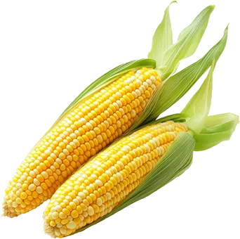 玉米