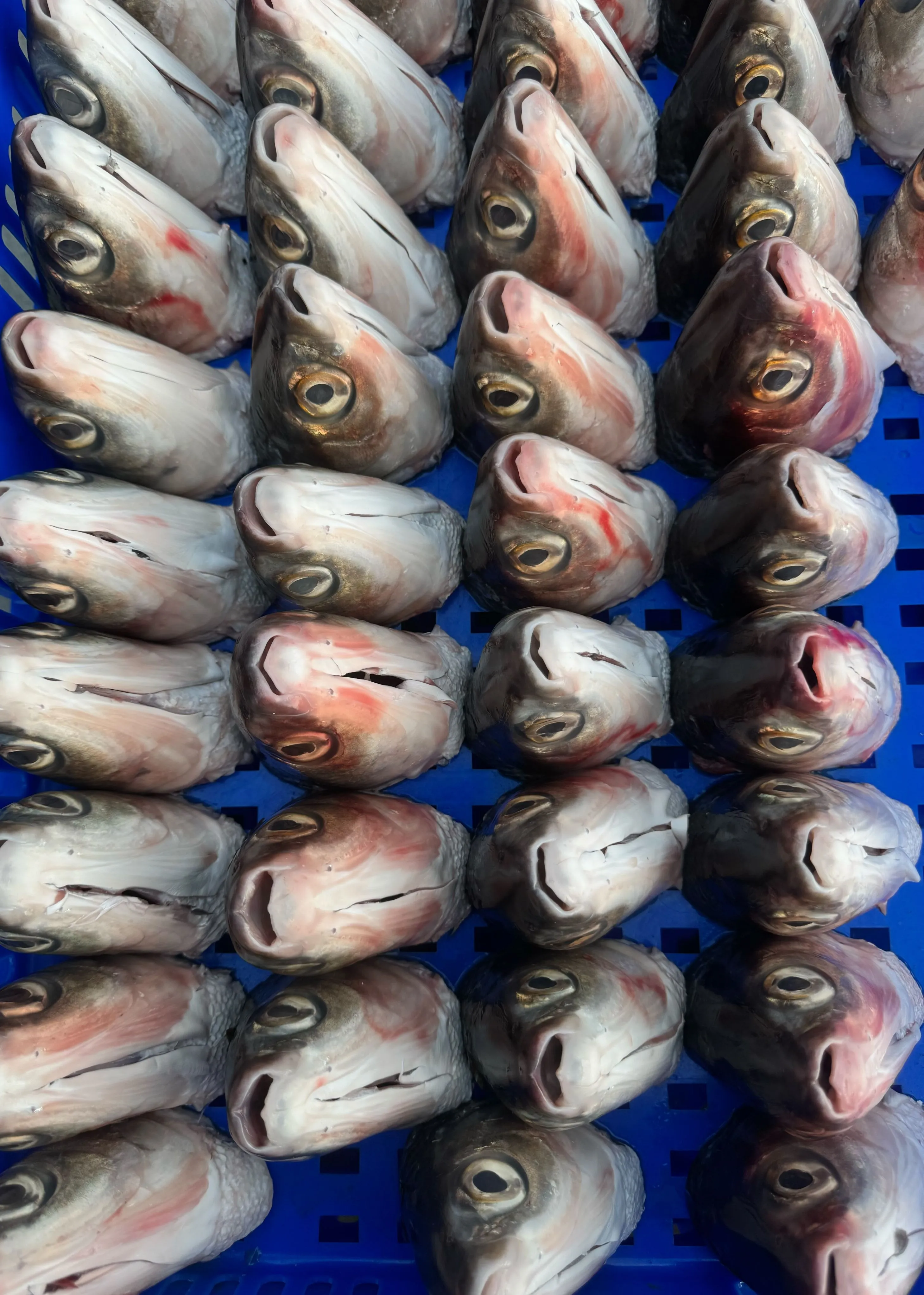 【養蝦小哥】巨大虱目魚頭