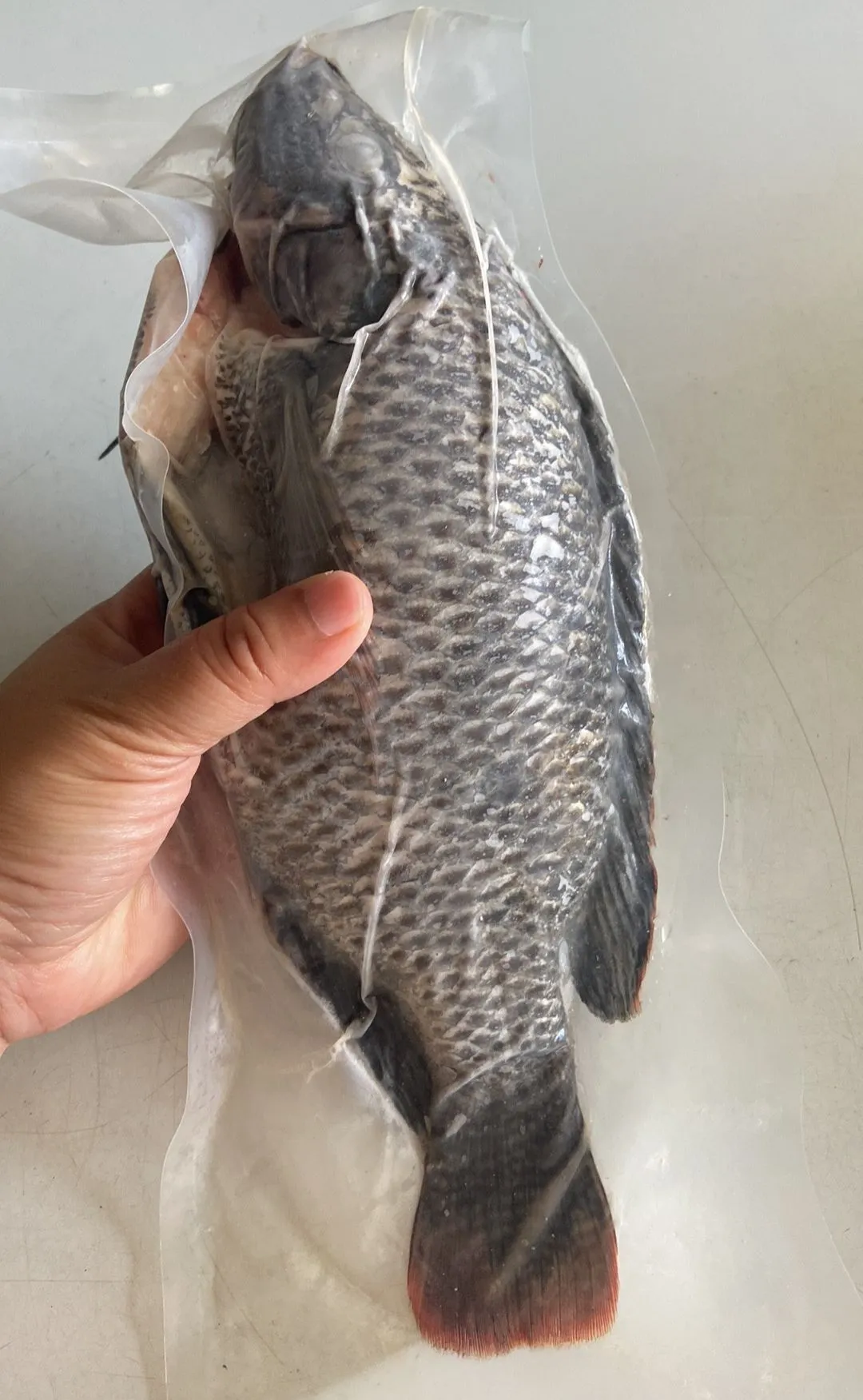 【養蝦小哥】正海水台灣土種吳郭魚
