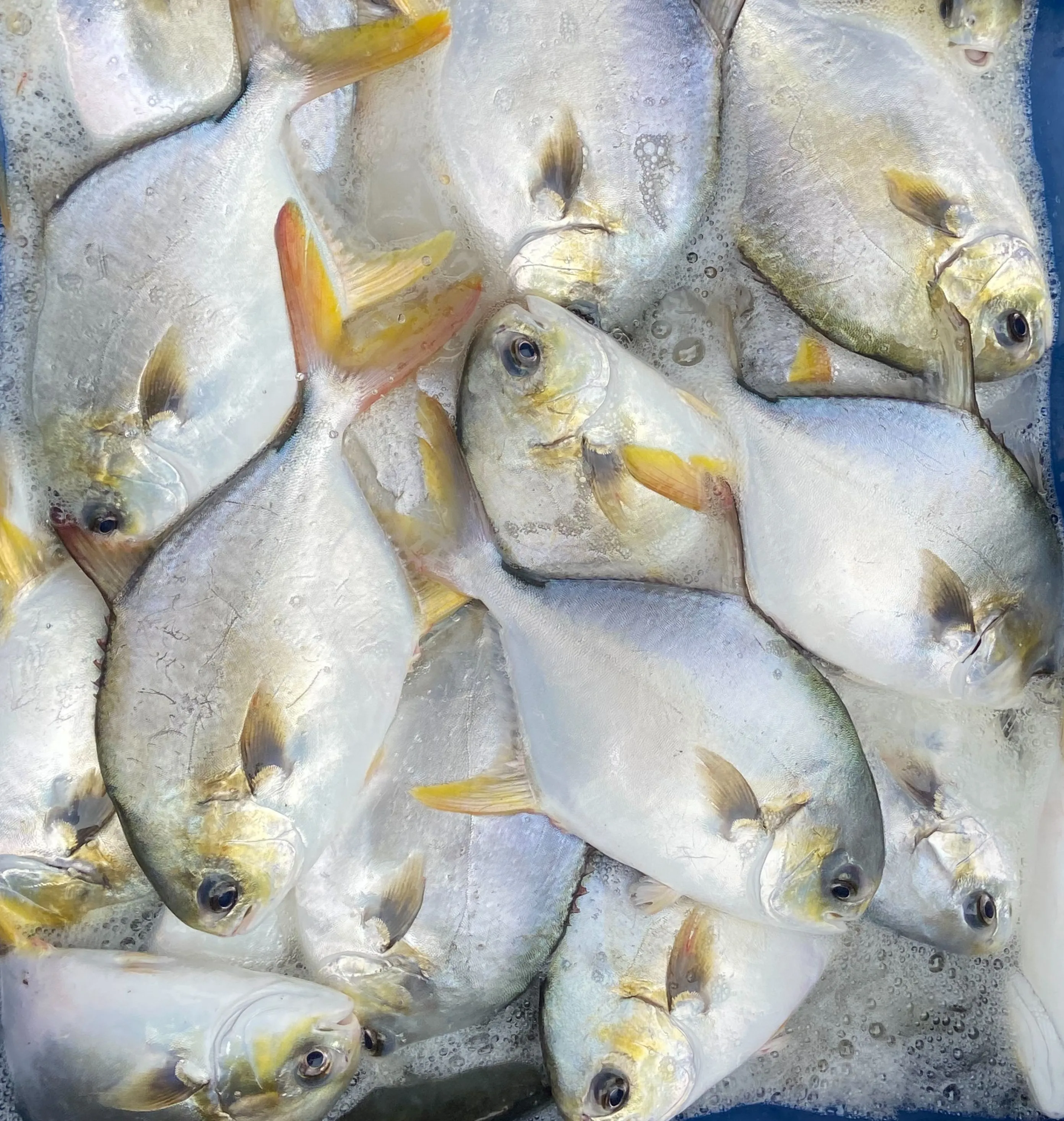 【養蝦小哥】富貴黃金鯧魚