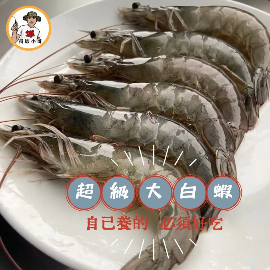 【養蝦小哥】超級大白蝦（300克/包2入組）