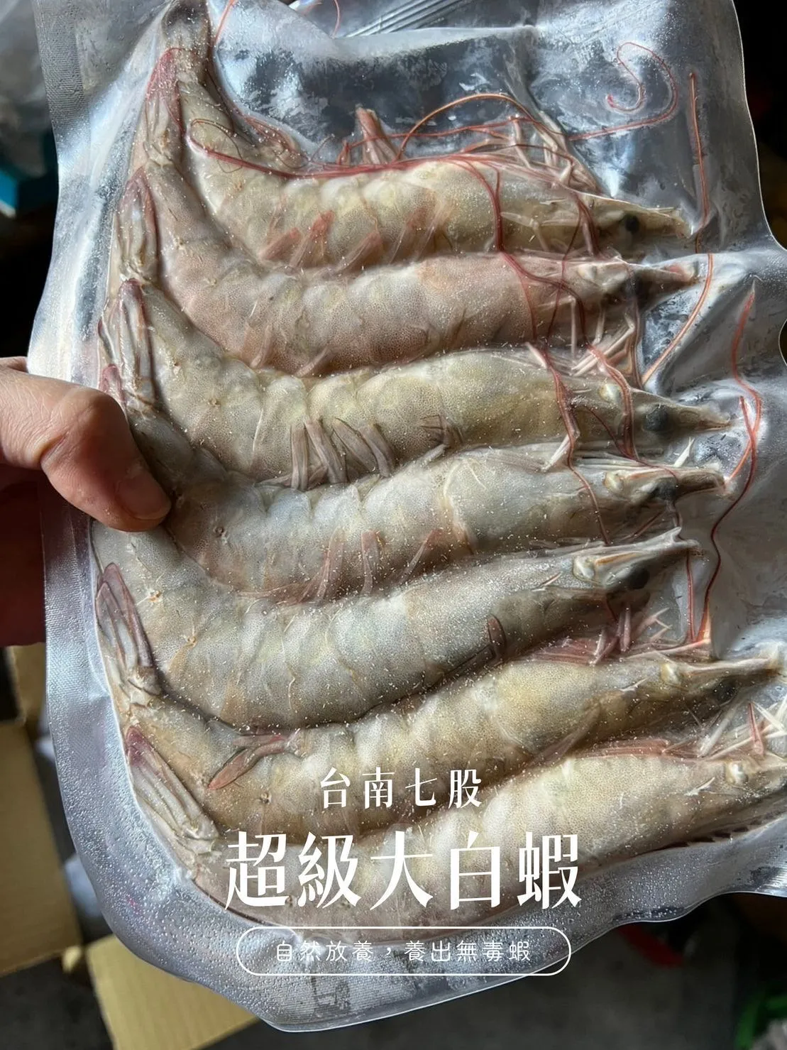 【養蝦小哥】益生菌無毒白蝦600克