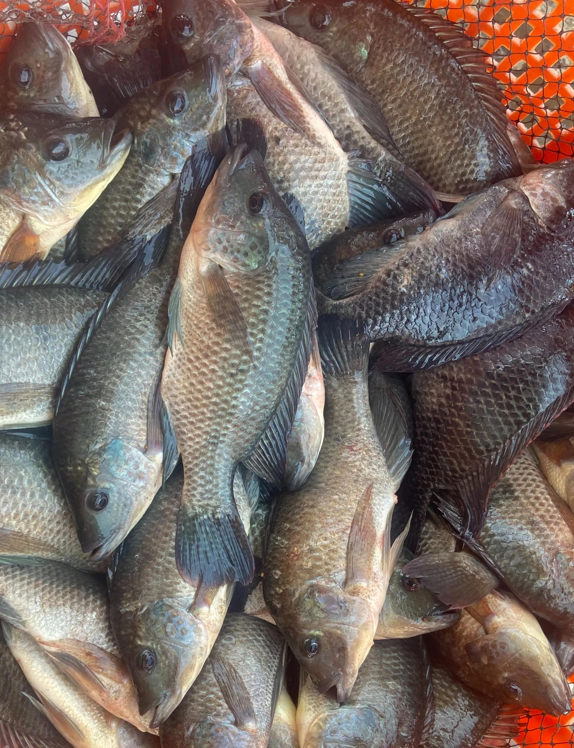 【養蝦小哥】正海水台灣土種吳郭魚