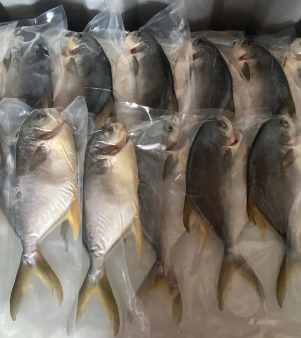 【養蝦小哥】富貴黃金鯧魚