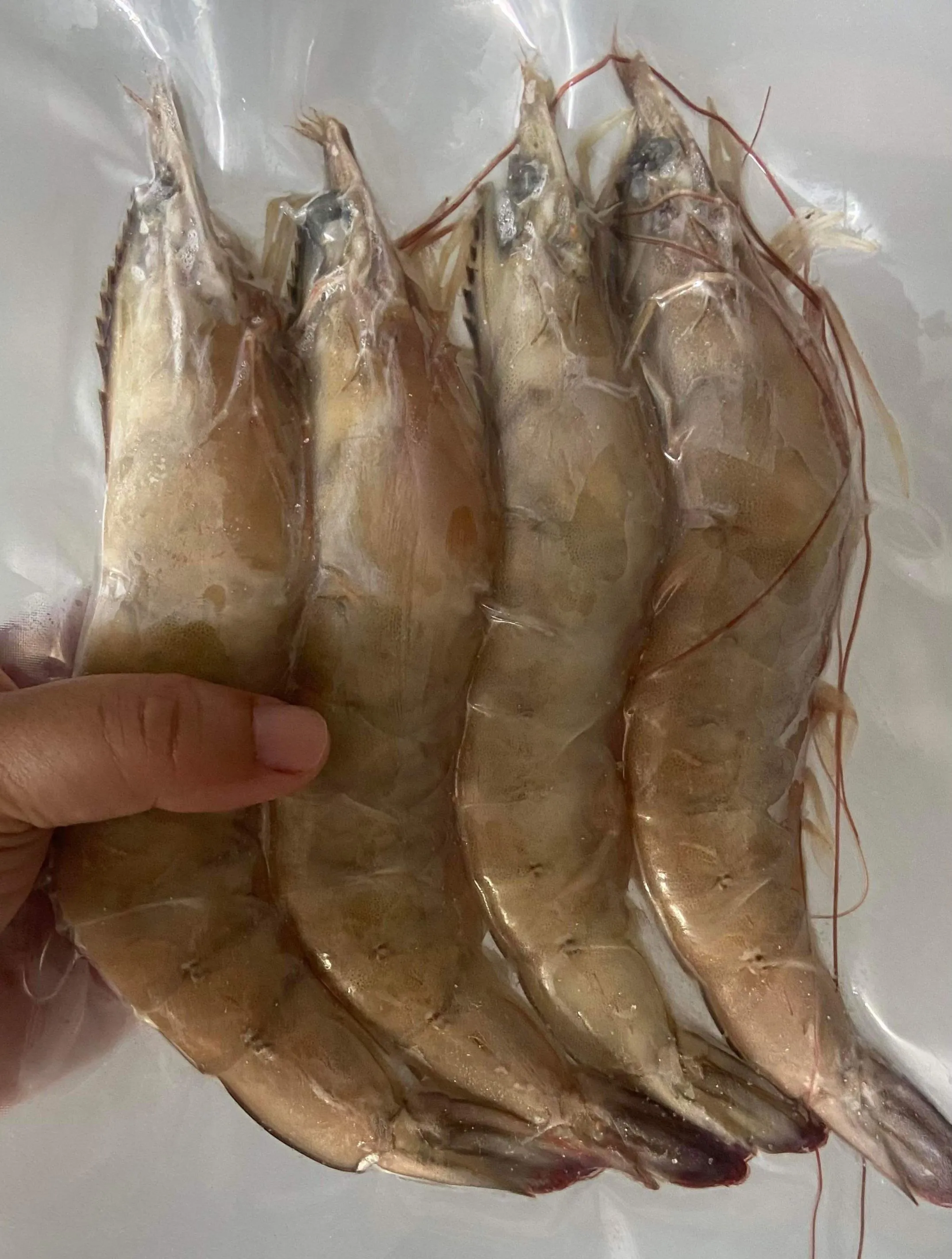 【養蝦小哥】益生菌無毒白蝦600克