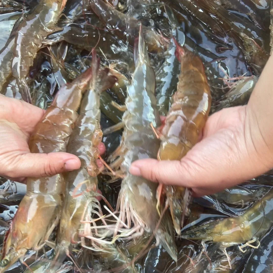 【養蝦小哥】益生菌無毒白蝦600克