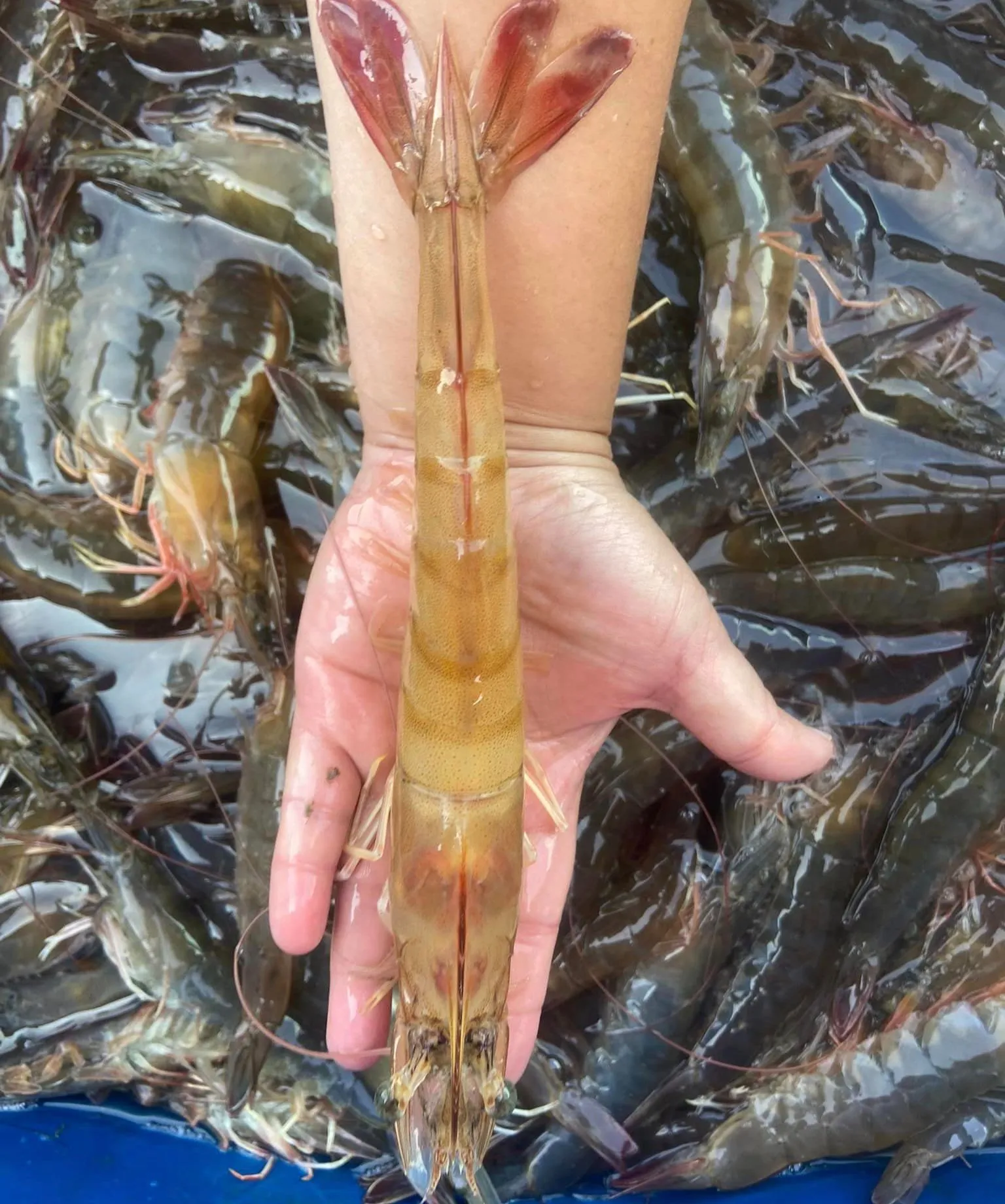 【養蝦小哥】益生菌無毒白蝦600克