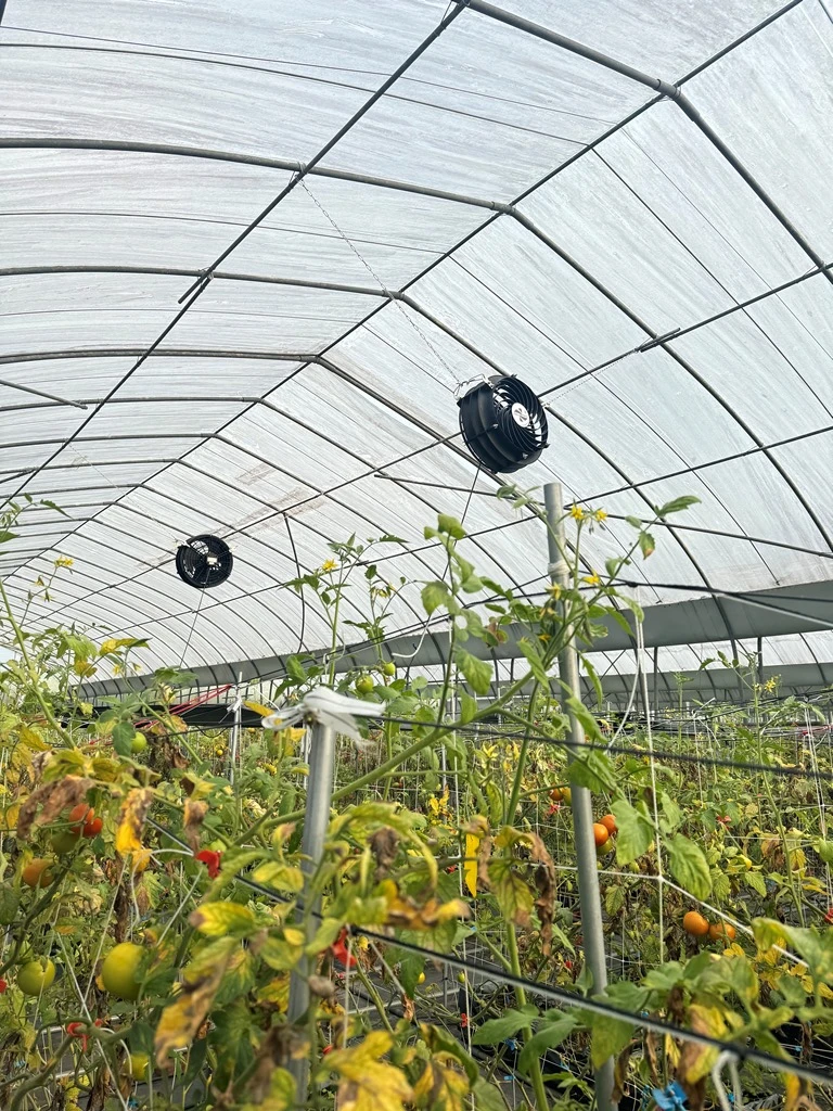 埔里牛番茄溫室