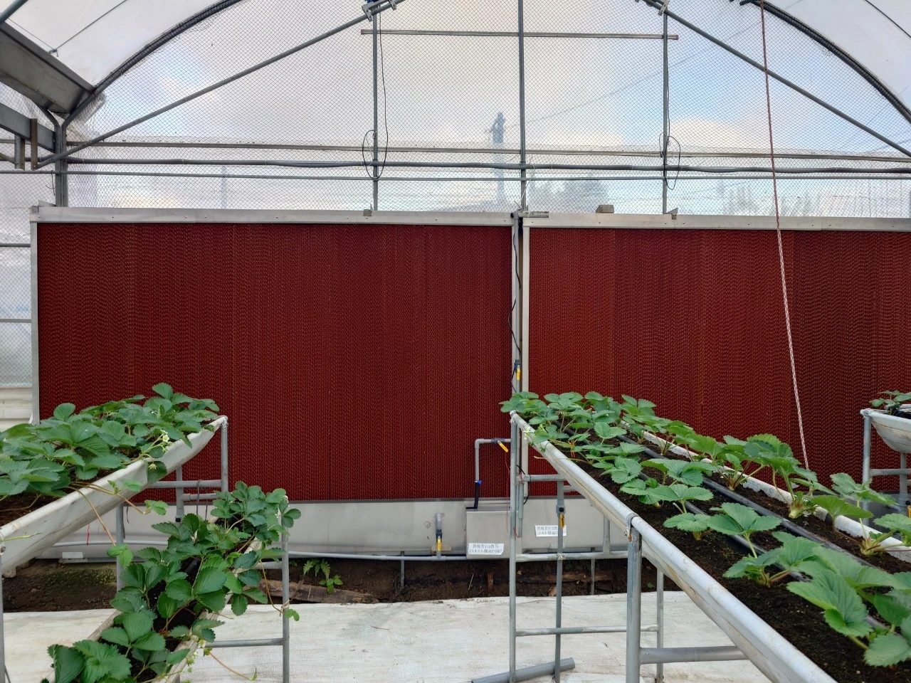 桃園八德草莓園