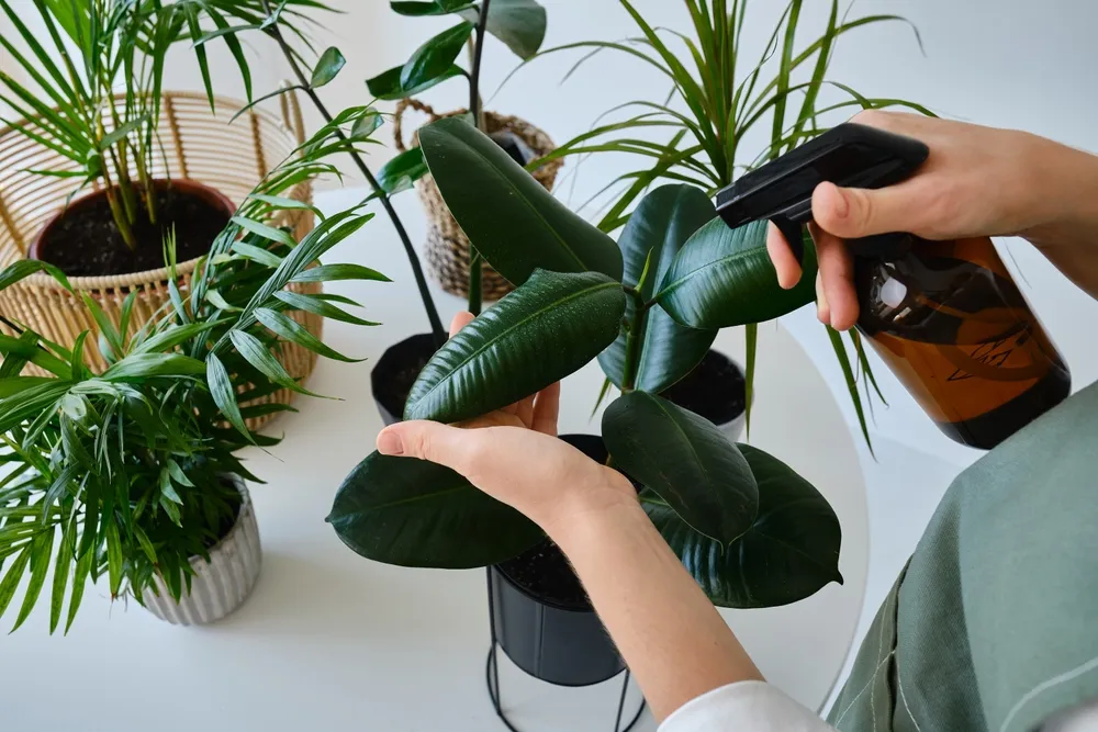 Q7.清檜天然防螞蟻蟑螂噴劑可用在園藝上嗎，會有損植物嗎？