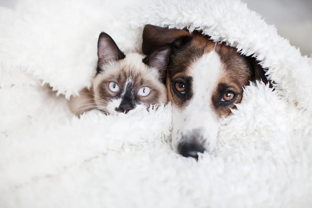 Q2.家裡有寵物可以使用”清檜系列產品”嗎？