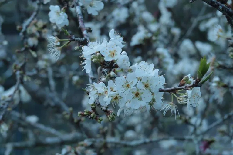 花蓮西寶國小-梅花
