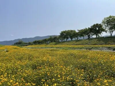 2021花蓮鳳林溪波斯菊花海