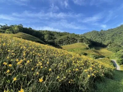 知本-天山農場金針花季