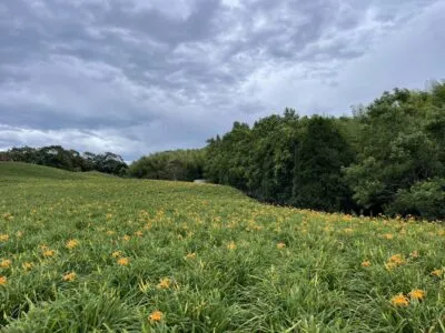 花蓮赤柯山目前花況2成