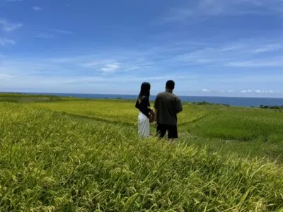 台11線，一年一度新社梯田