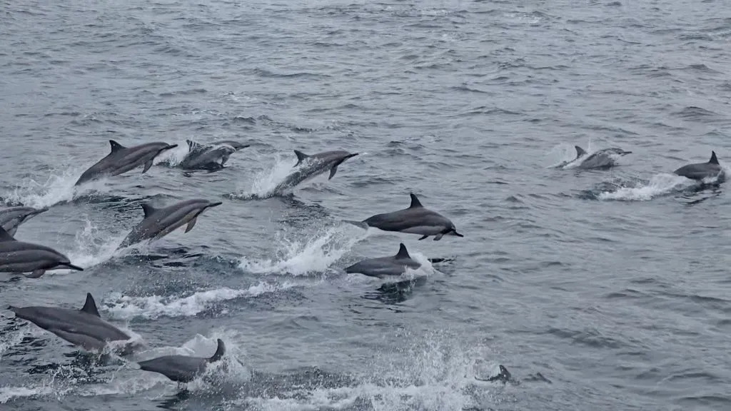 太平洋賞鯨 花蓮台東包車旅遊