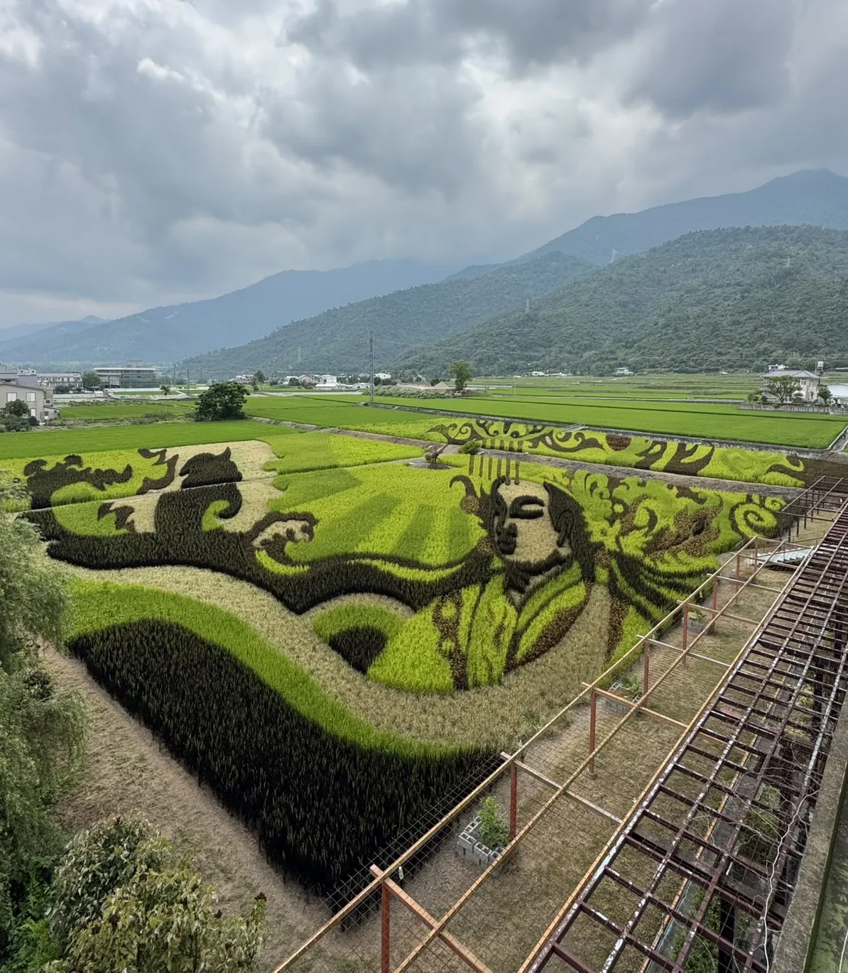 台東關山鎮農會的「彩繪稻田」
