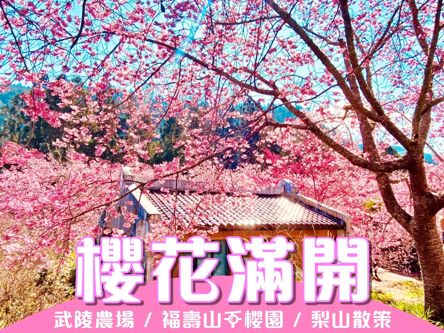 櫻花滿開 武陵福壽山三日