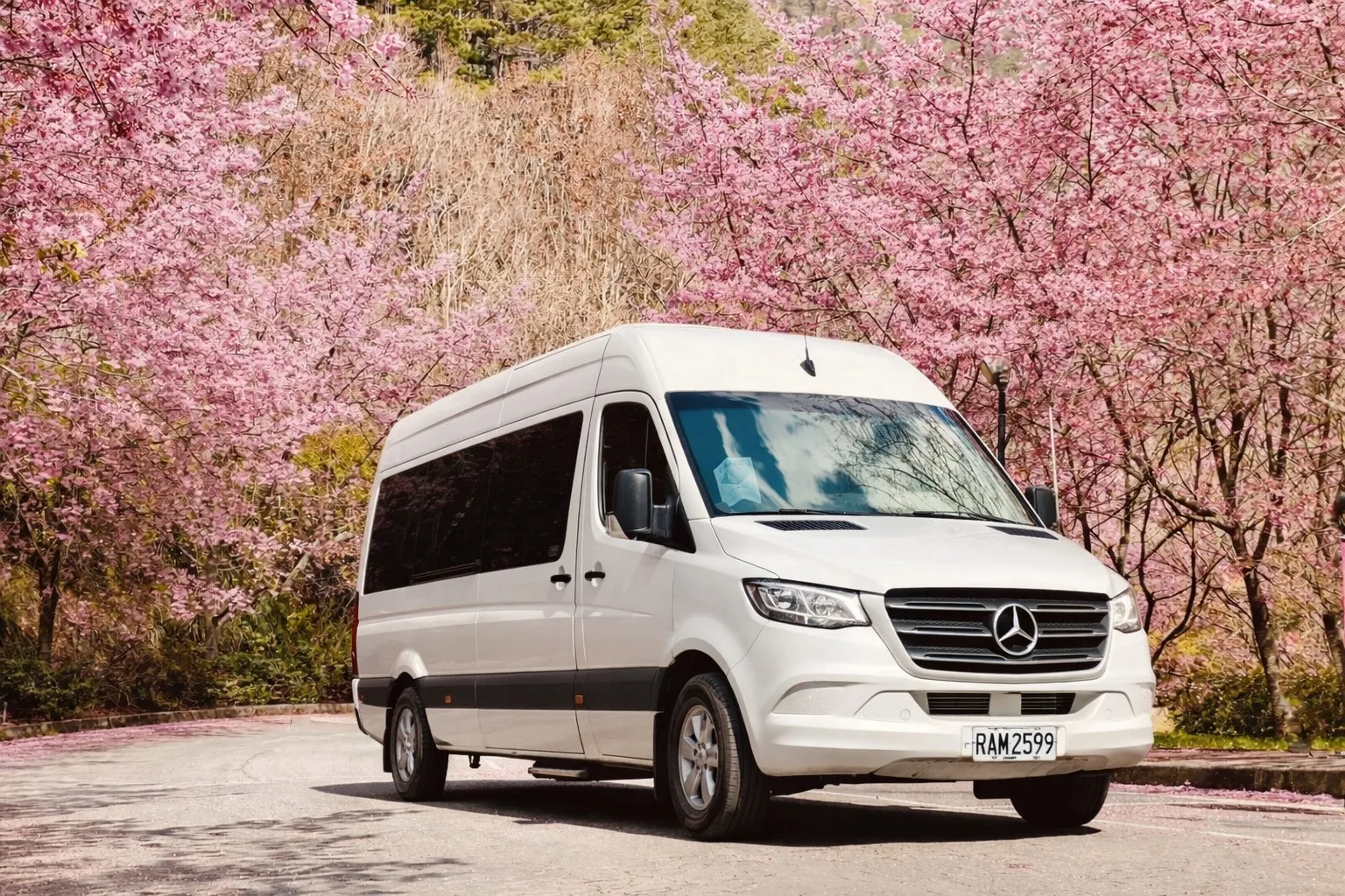 櫻花綻放 武陵農場/ 福壽山千櫻園 二日保母車賞櫻包車 | 保姆車包車 |旅遊包車 |家庭旅遊|賞櫻團