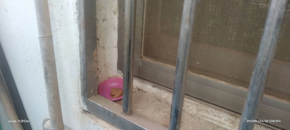 桃園市青埔特區→住家鼠害防治