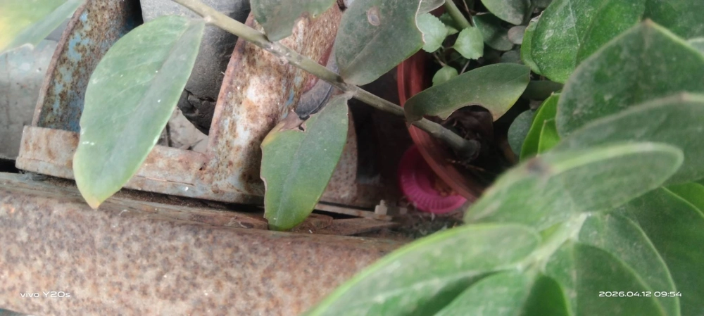 桃園市青埔特區→住家鼠害防治