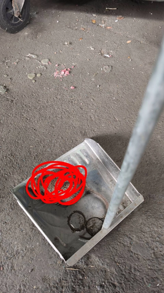 大園工廠鼠害防治