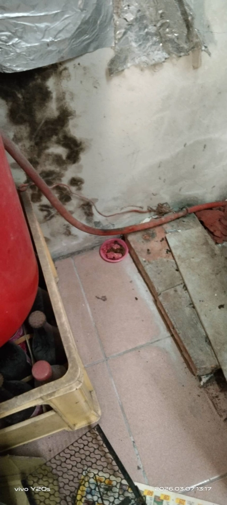 新竹住家鼠害防治