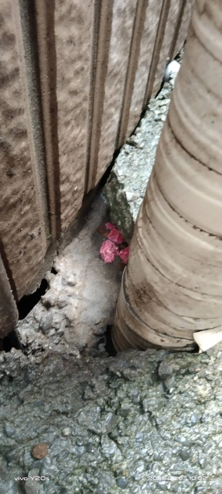 三峡北大社區→鼠害防治