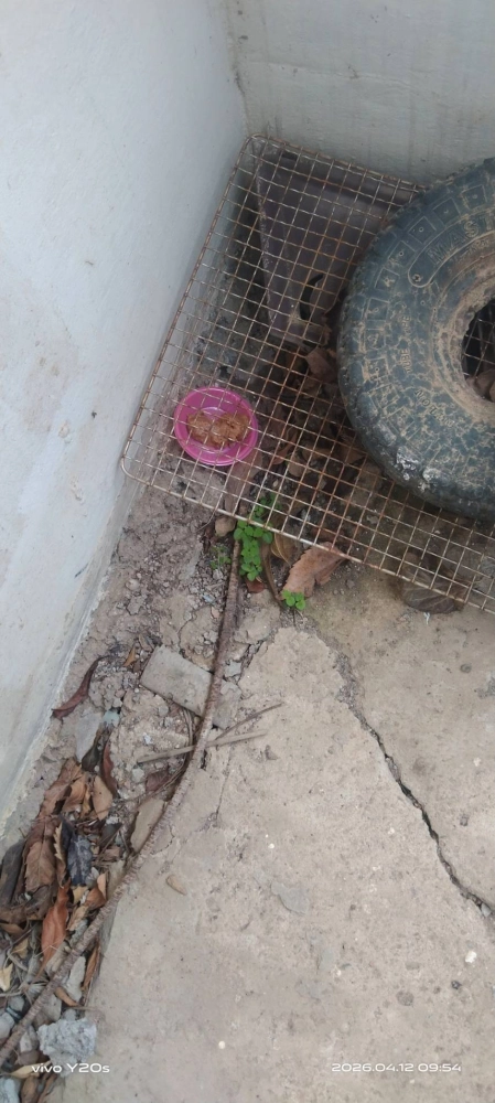 桃園市青埔特區→住家鼠害防治