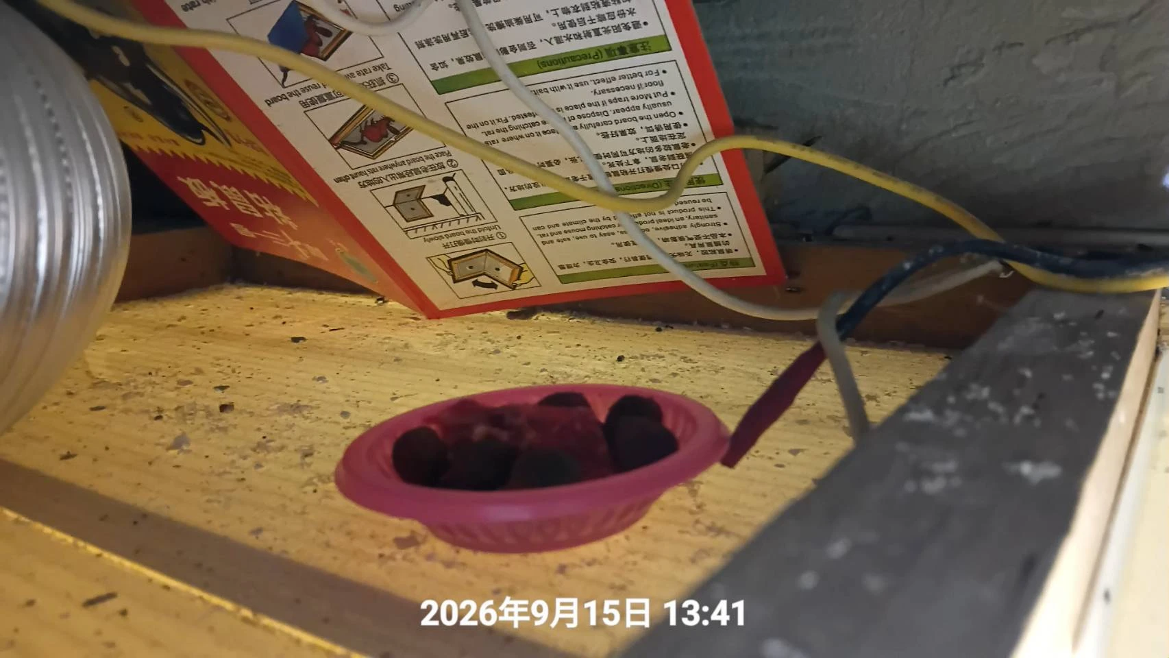中壢區住家鼠害防治