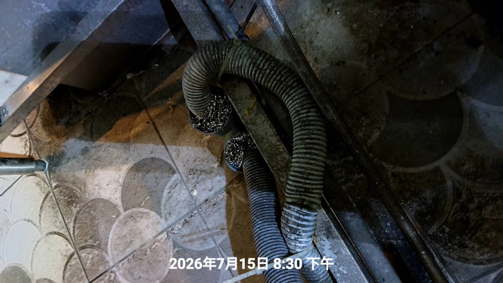 平鎮區店家鼠害防治