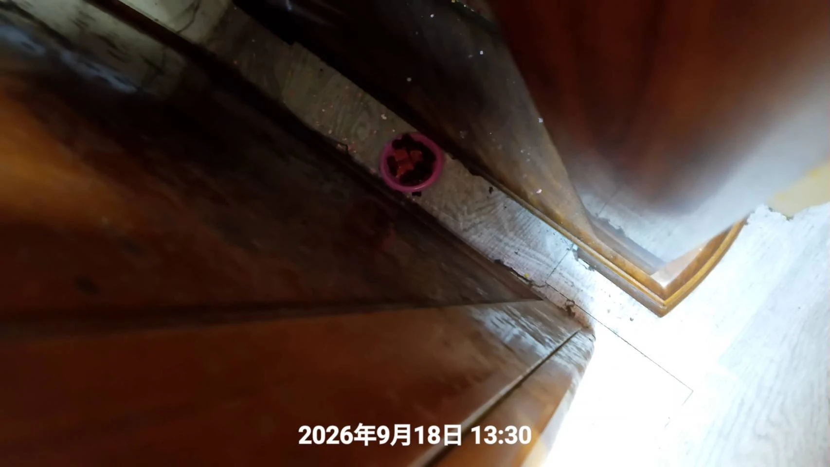 新竹店家鼠害防冶