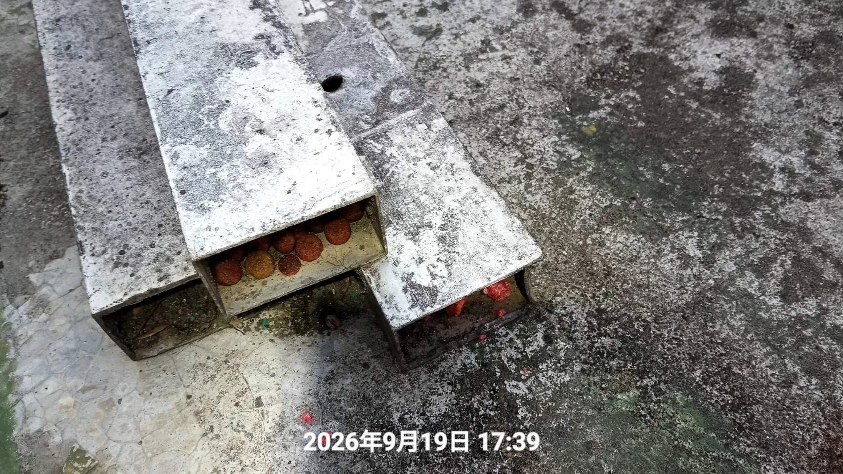 青埔住家鼠害防治