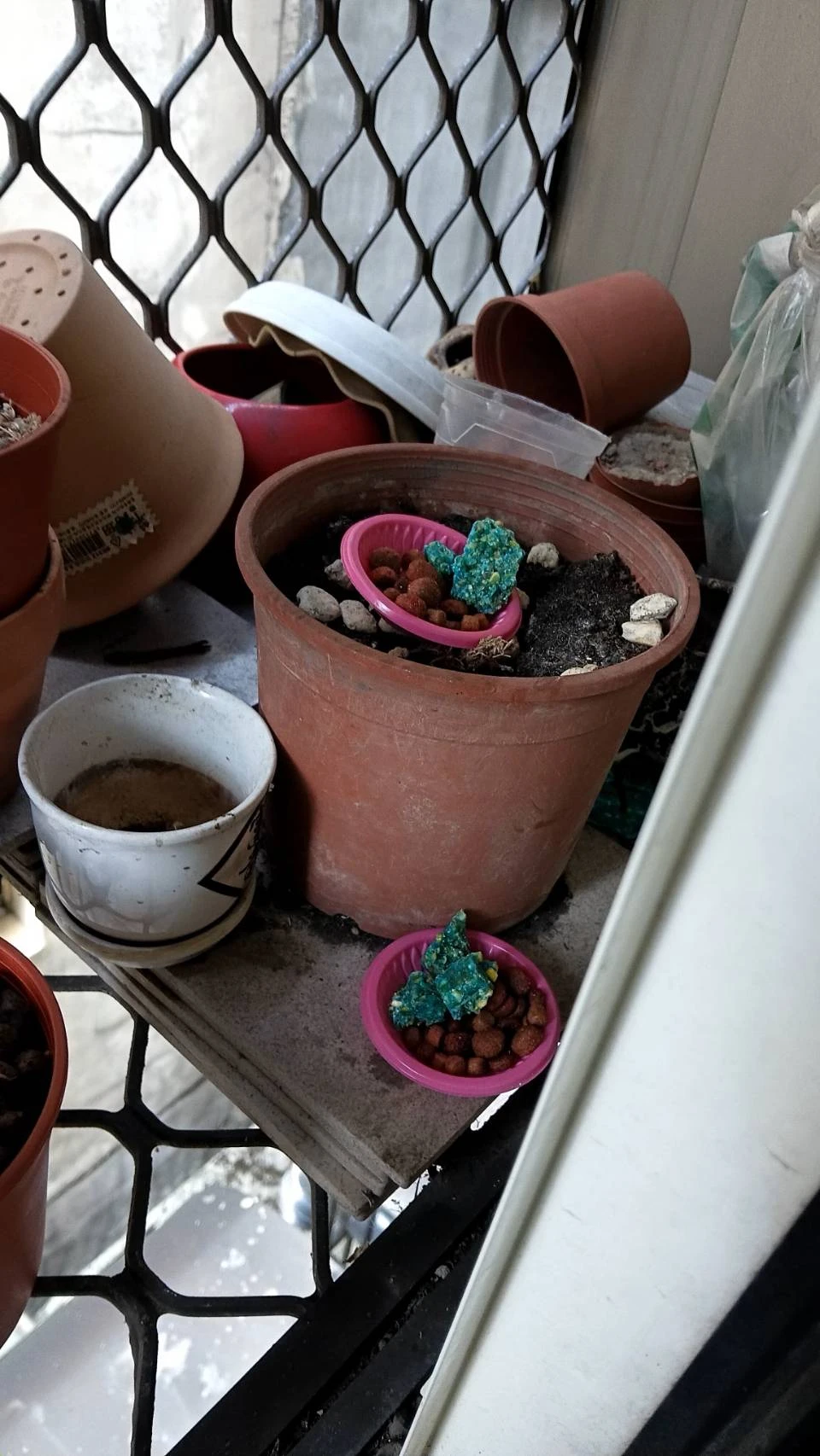 中壢住家鼠害防治