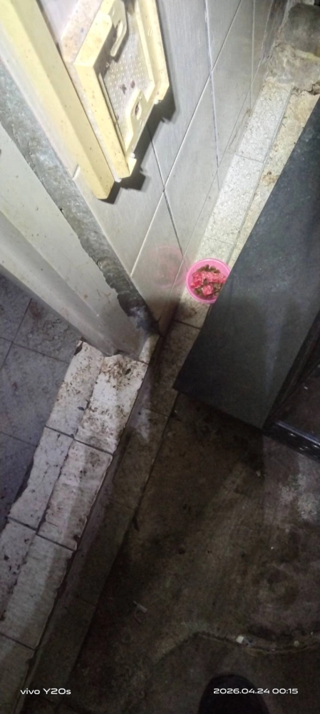 觀音草漯店家鼠害防治