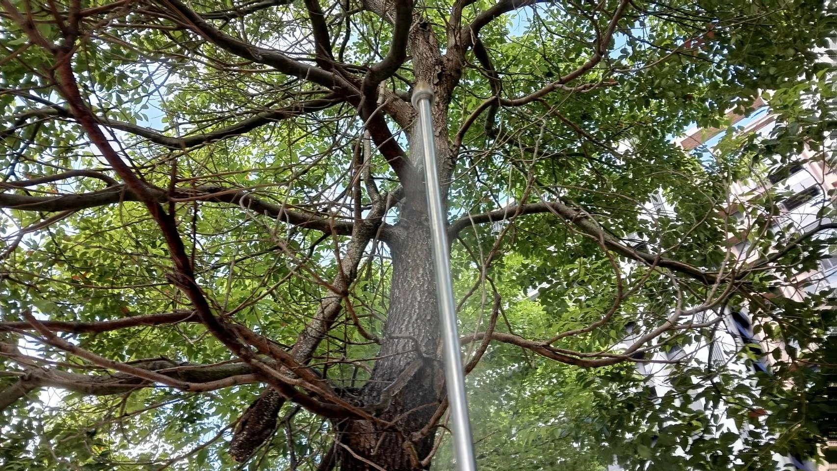 桃園青埔社區白蟻防治