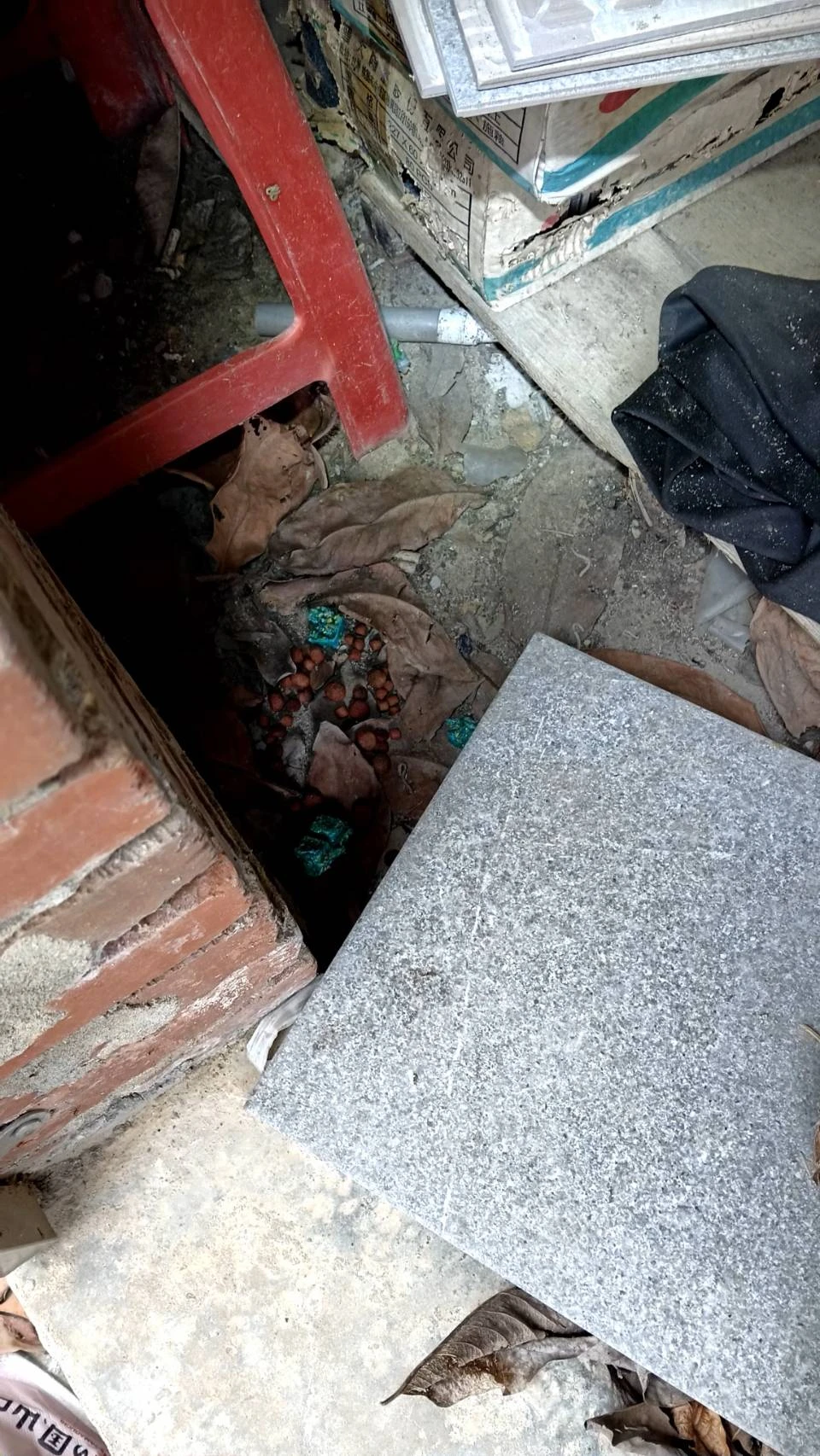 大園公司鼠害定期防治