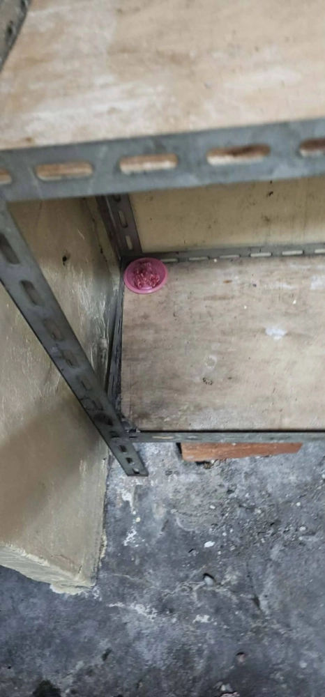 中壢店家鼠害防治