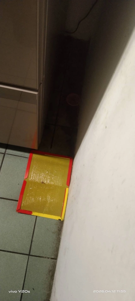 桃園市青埔特區→住家鼠害防治