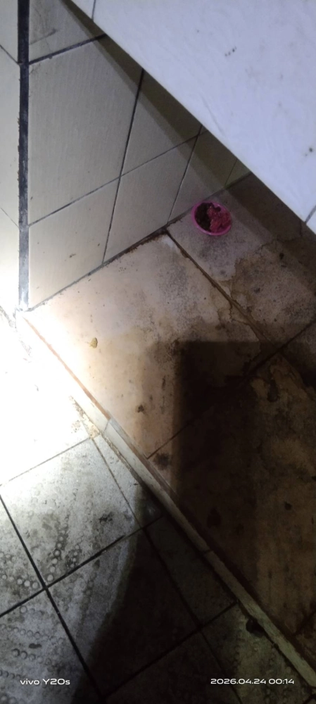 觀音草漯店家鼠害防治