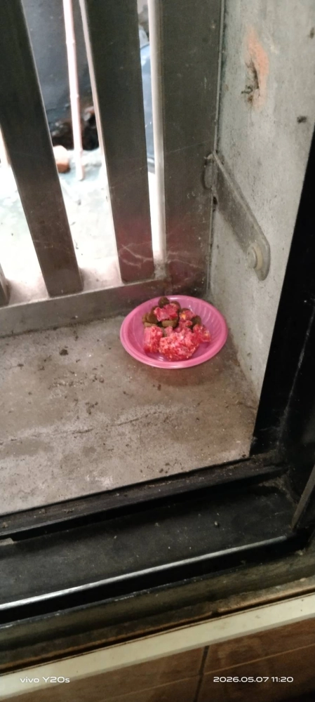 鶯歌區→住家鼠害防治