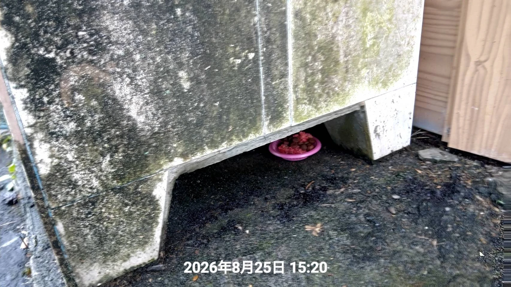 宜蘭壯圍農屋鼠害防治