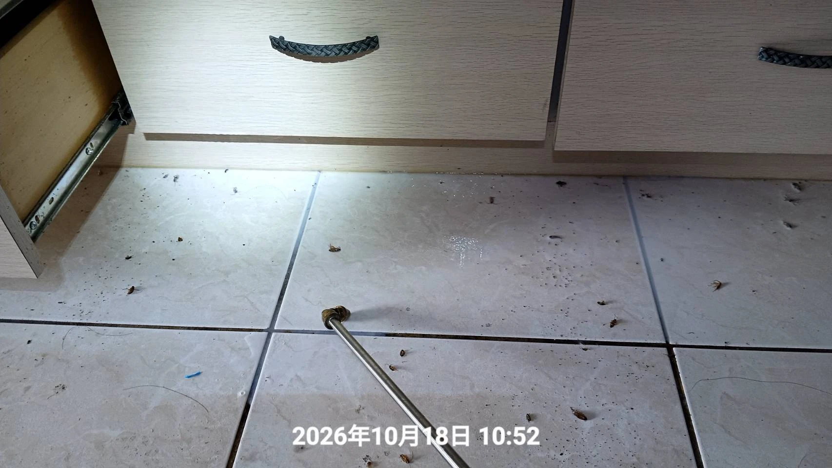 桃園區退租除蟲施工