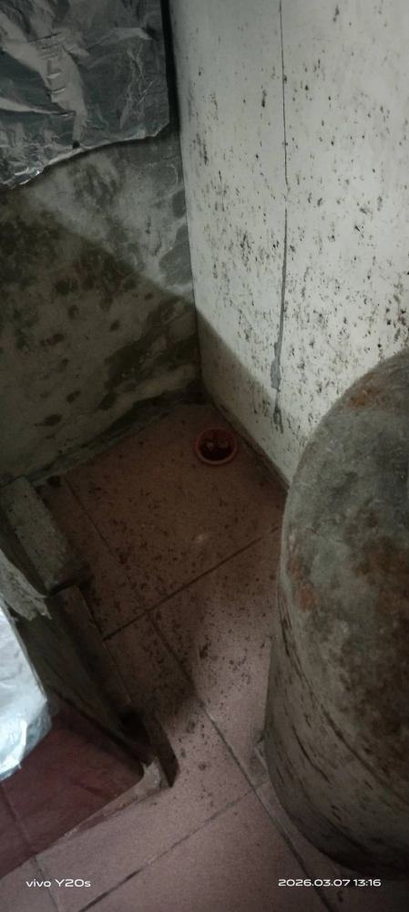 新竹住家鼠害防治