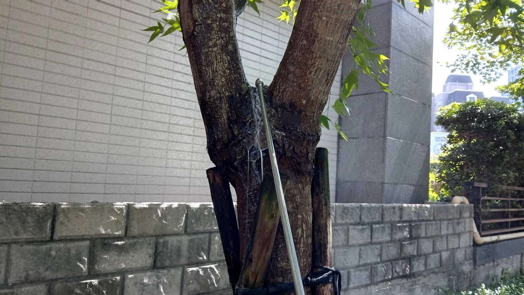 桃園青埔社區白蟻防治