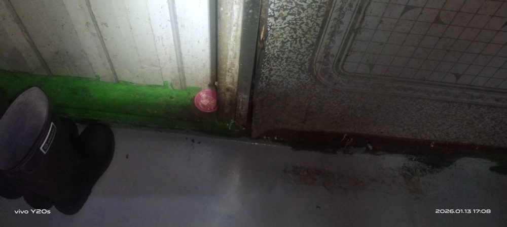 中壢央廚鼠害防治