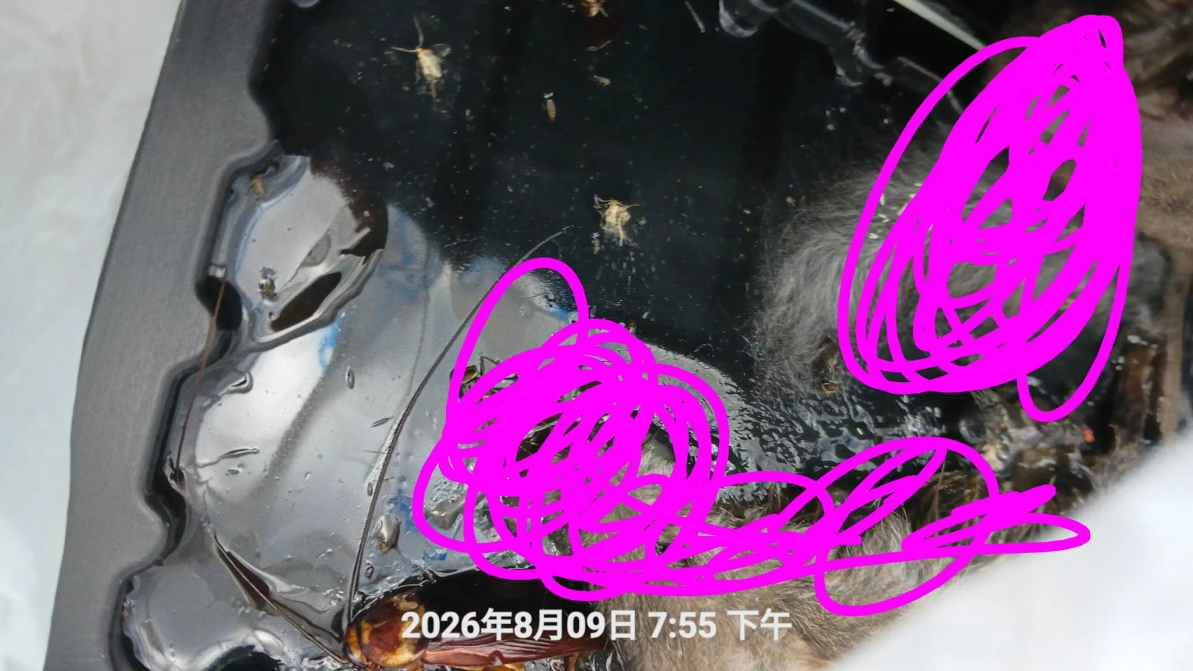 八德區門市除鼠味施工
