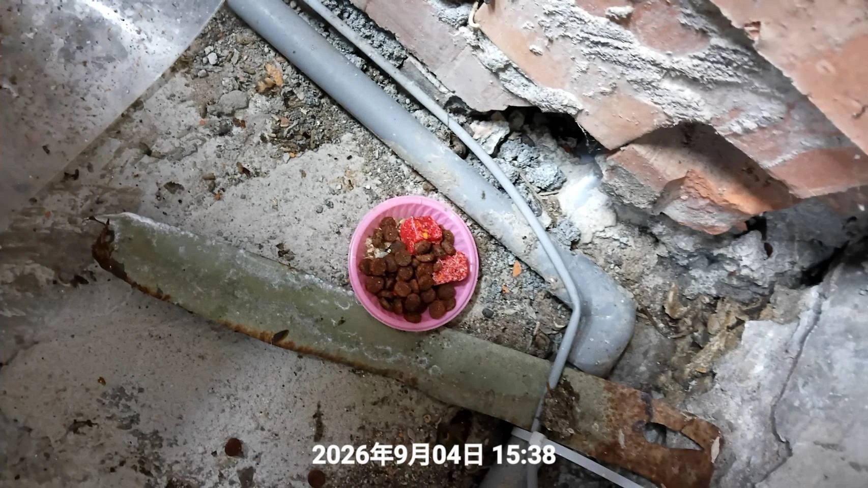 大園區~公司定期鼠害防治